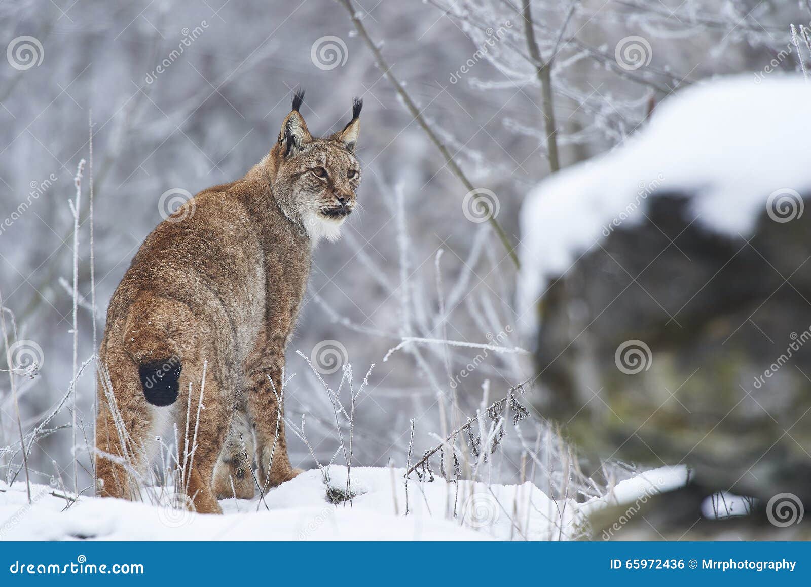 Eurasian lynx in Snow stock photo. Image of carnivora - 65972436