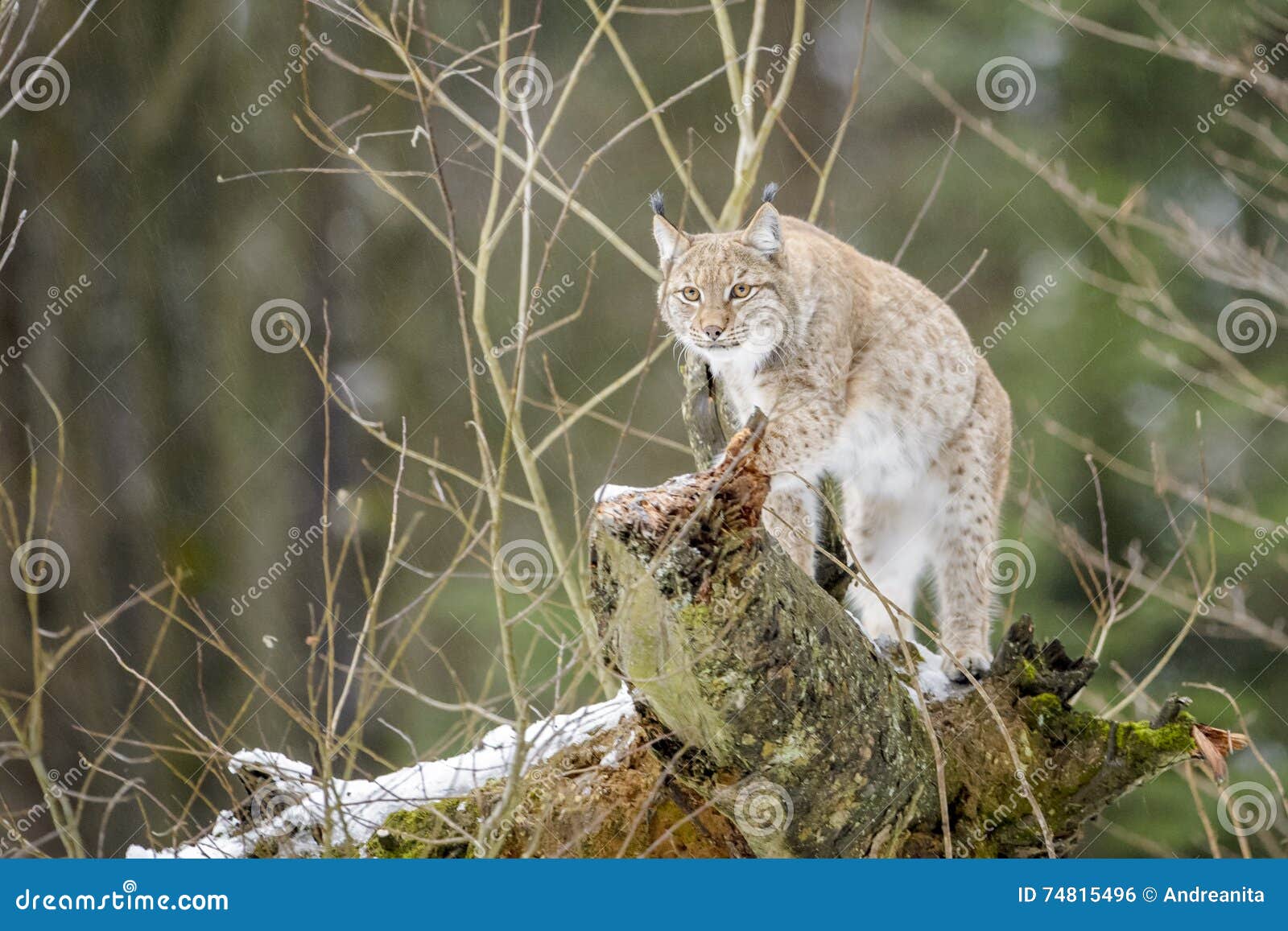 Eurasian Lynx on Top of a Rock Stock Photo - Image of europe, carnivore ...