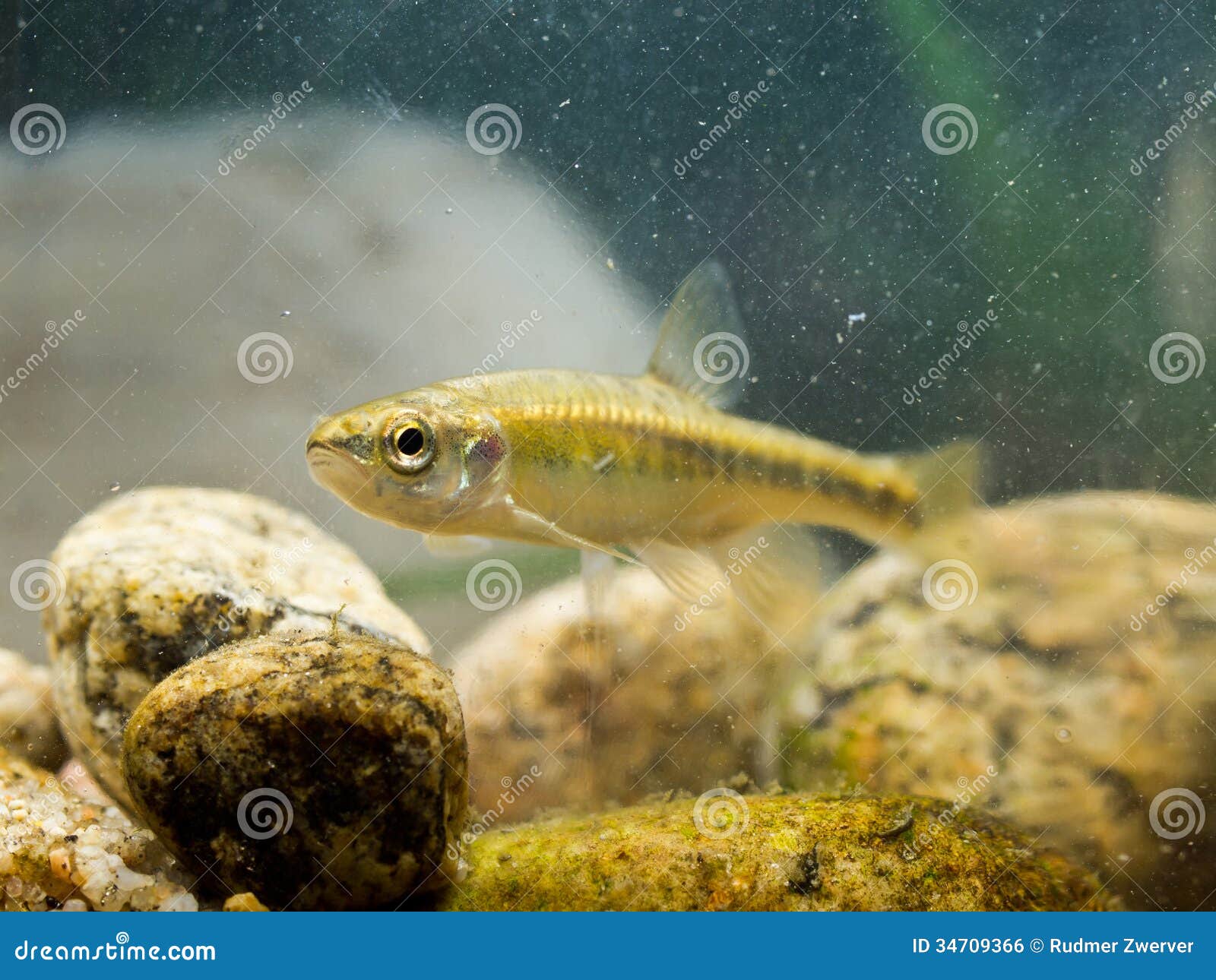 Minnow Family Stock Photos - Free & Royalty-Free Stock Photos from  Dreamstime, freshwater minnow 