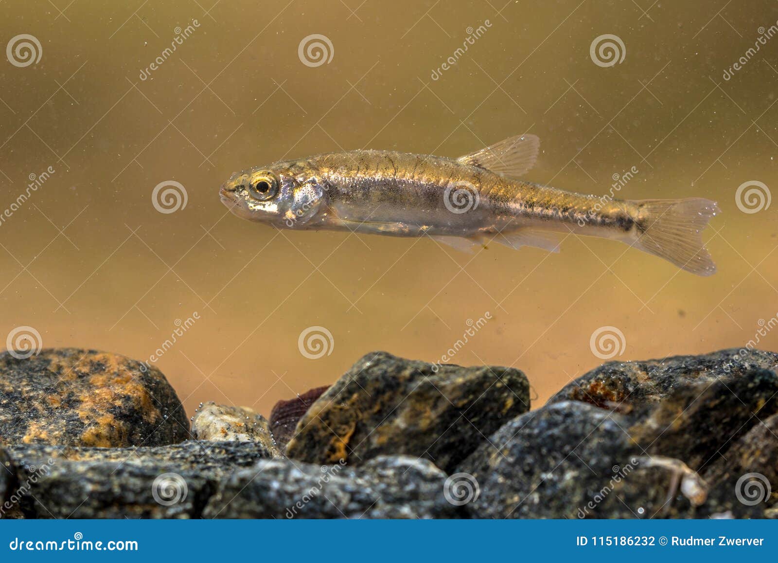 Minnow Family Stock Photos - Free & Royalty-Free Stock Photos from  Dreamstime