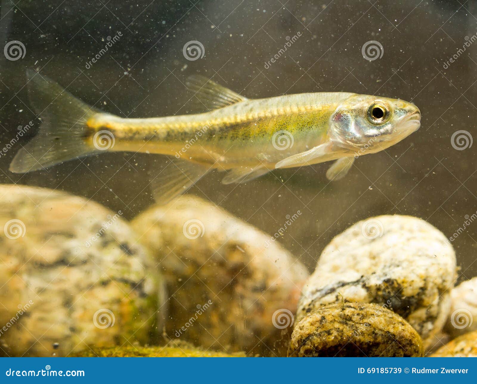 Minnow Family Stock Photos - Free & Royalty-Free Stock Photos from  Dreamstime