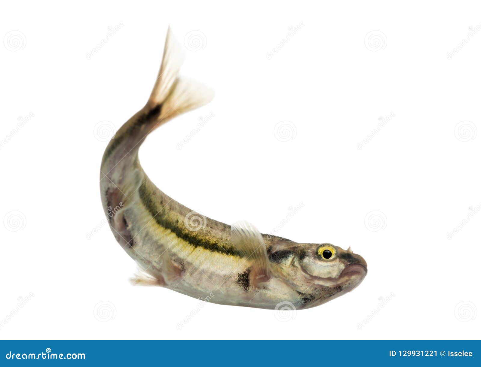 282 Minnow Swimming Stock Photos - Free & Royalty-Free Stock Photos from  Dreamstime