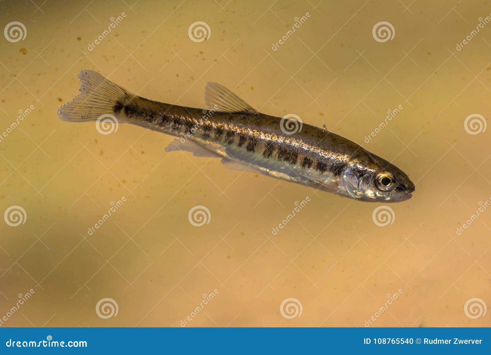 Eurasian Minnow Swimming in Water of River Stock Photo - Image of