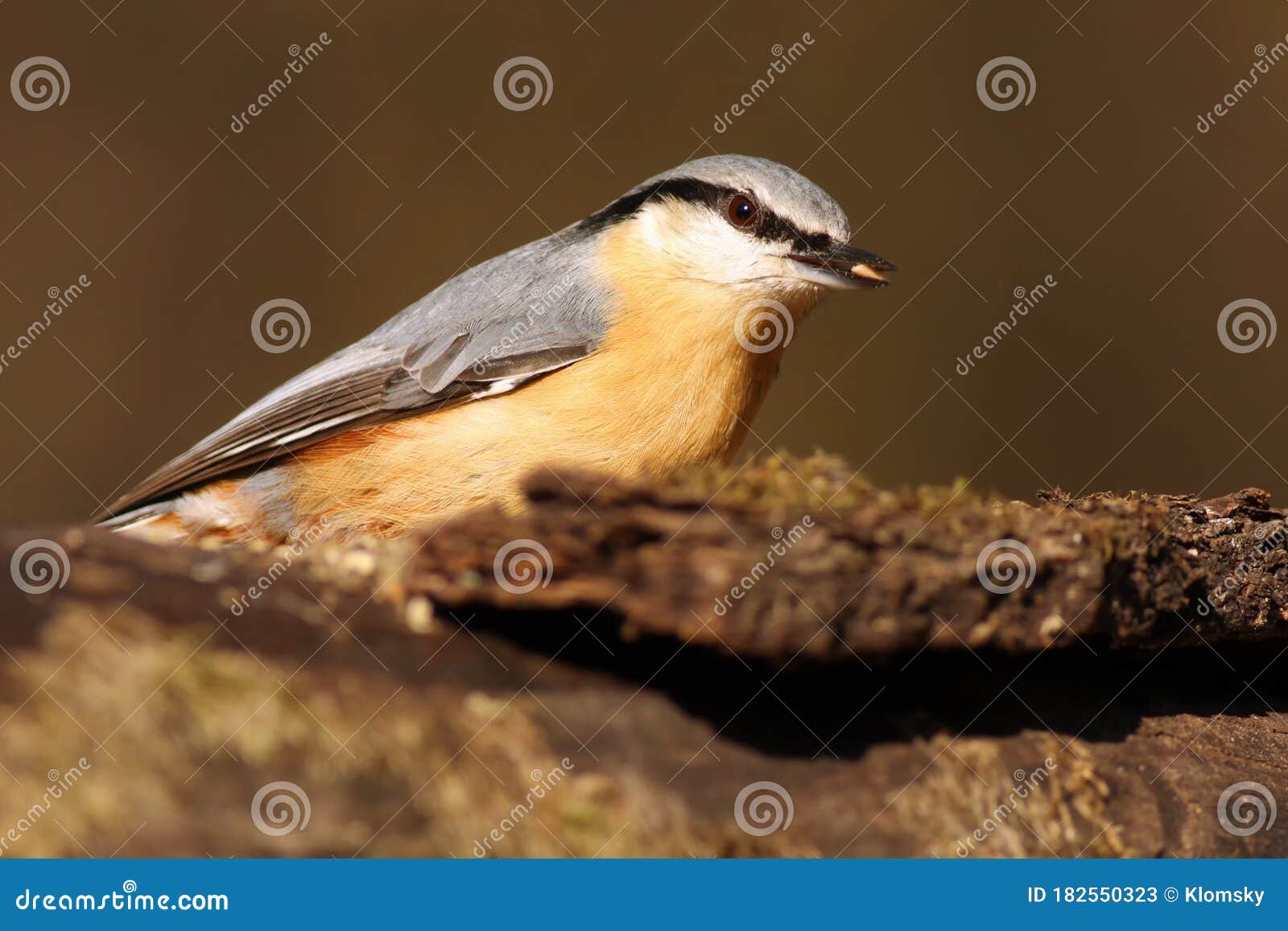 the eurasian nuthatch or wood nuthatch sitta europaea sitting on the treetrunk