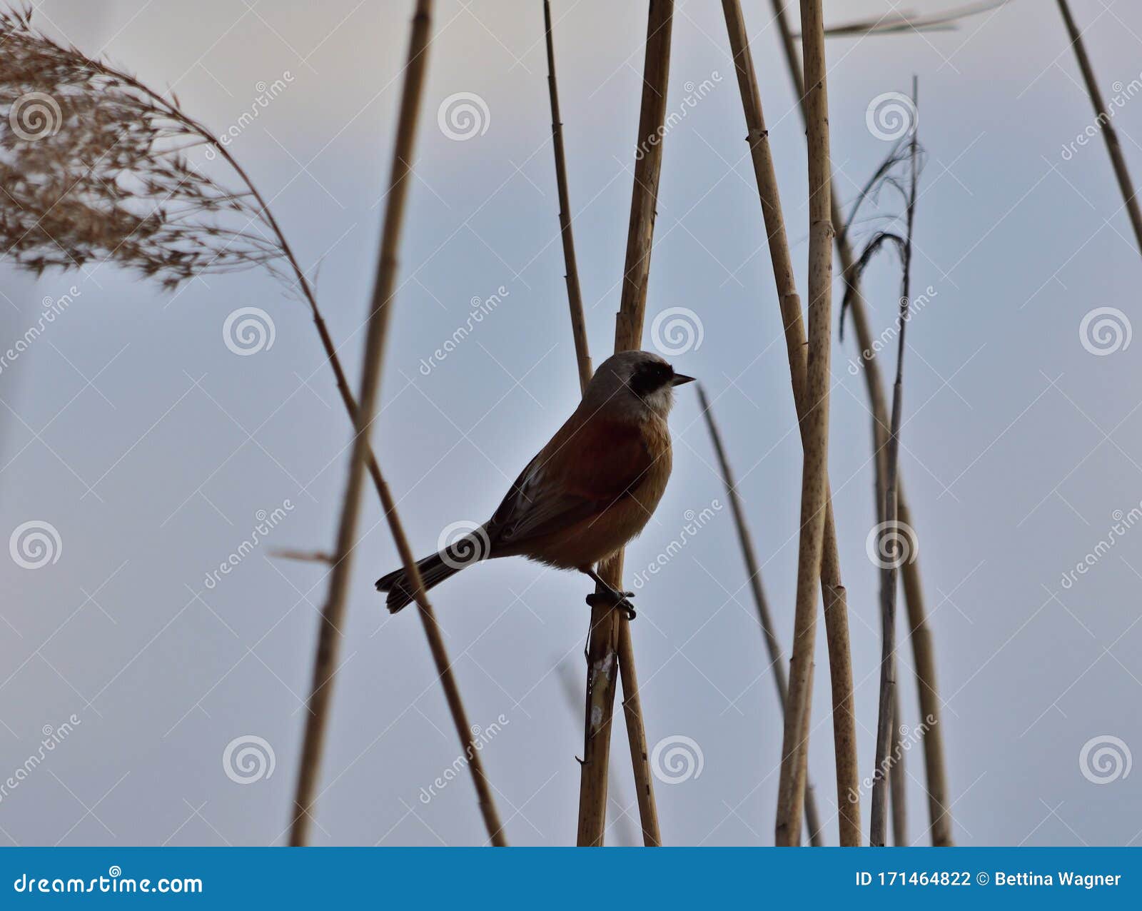 eurasian penduline tit remiz pendulinus