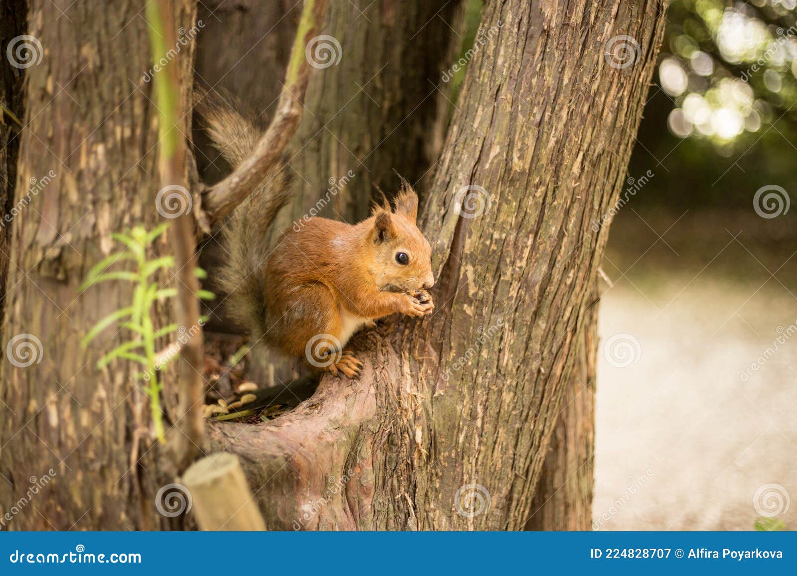 Eurasian Red Squirrel Eating on the Tree Stock Image Image of wild