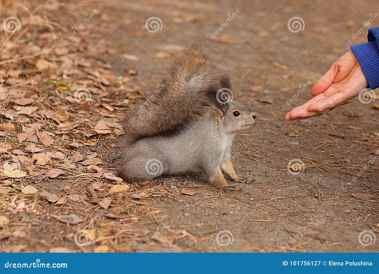 eurasian red squirrel