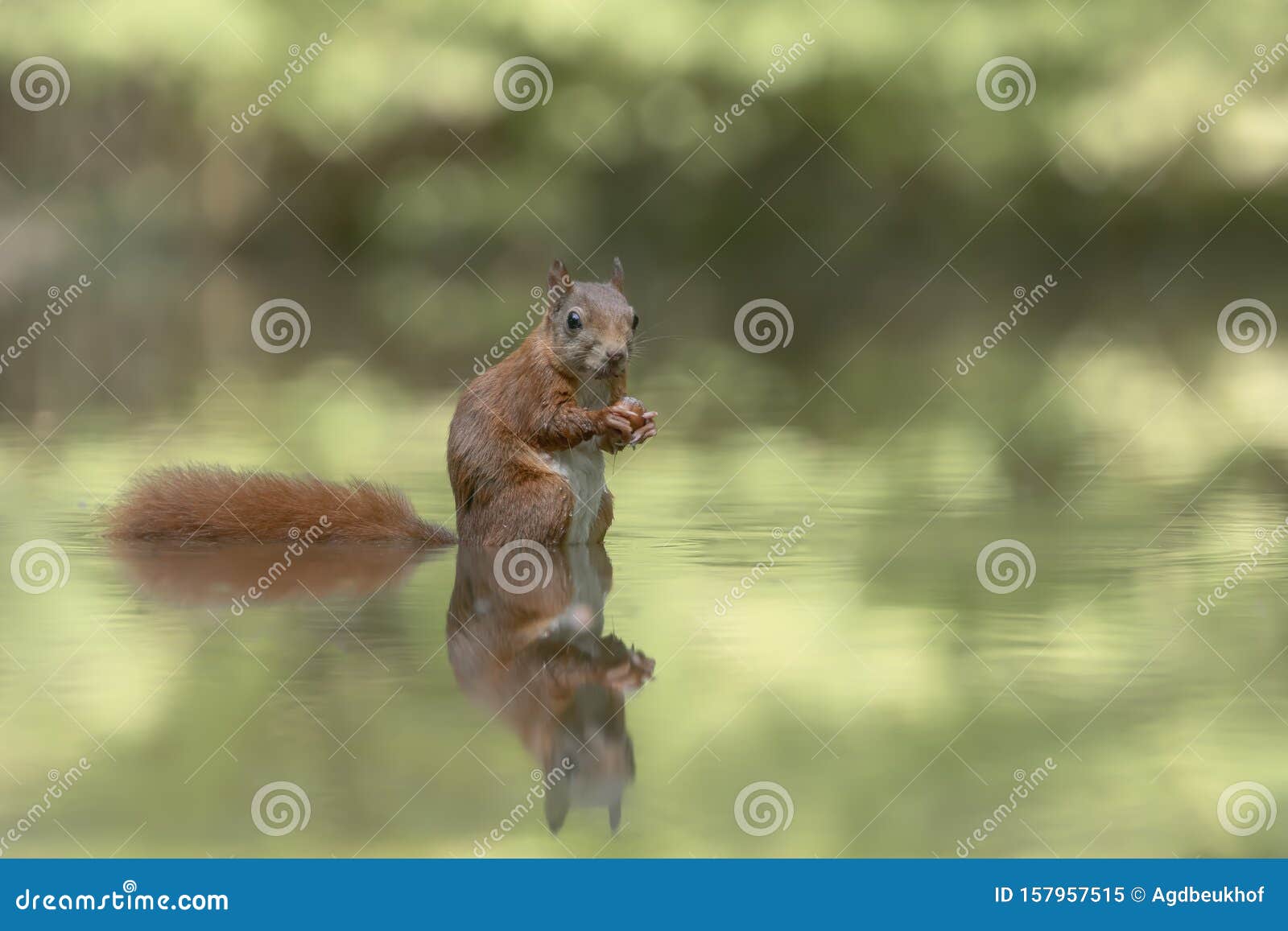 eurasian red squirrel sciurus vulgaris eating a hazelnu in a pool of water
