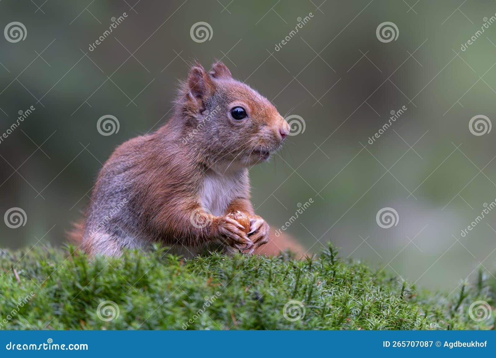 Eurasian Red Squirrel Sciurus Vulgaris Eating a Nut in the Forest Stock