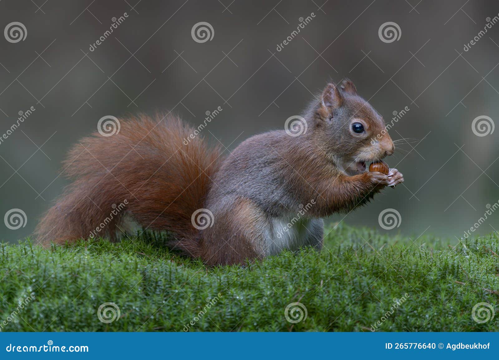 Eurasian Red Squirrel Sciurus Vulgaris Eating a Nut in the Forest Stock