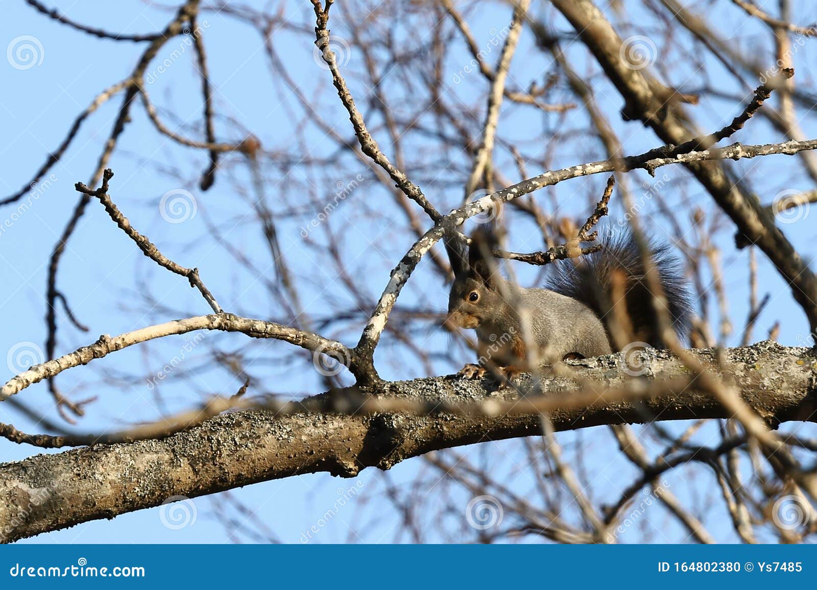 eurasian red squirrel sciurus vulgaris mantchuricus on the tree branch on blue sky background.