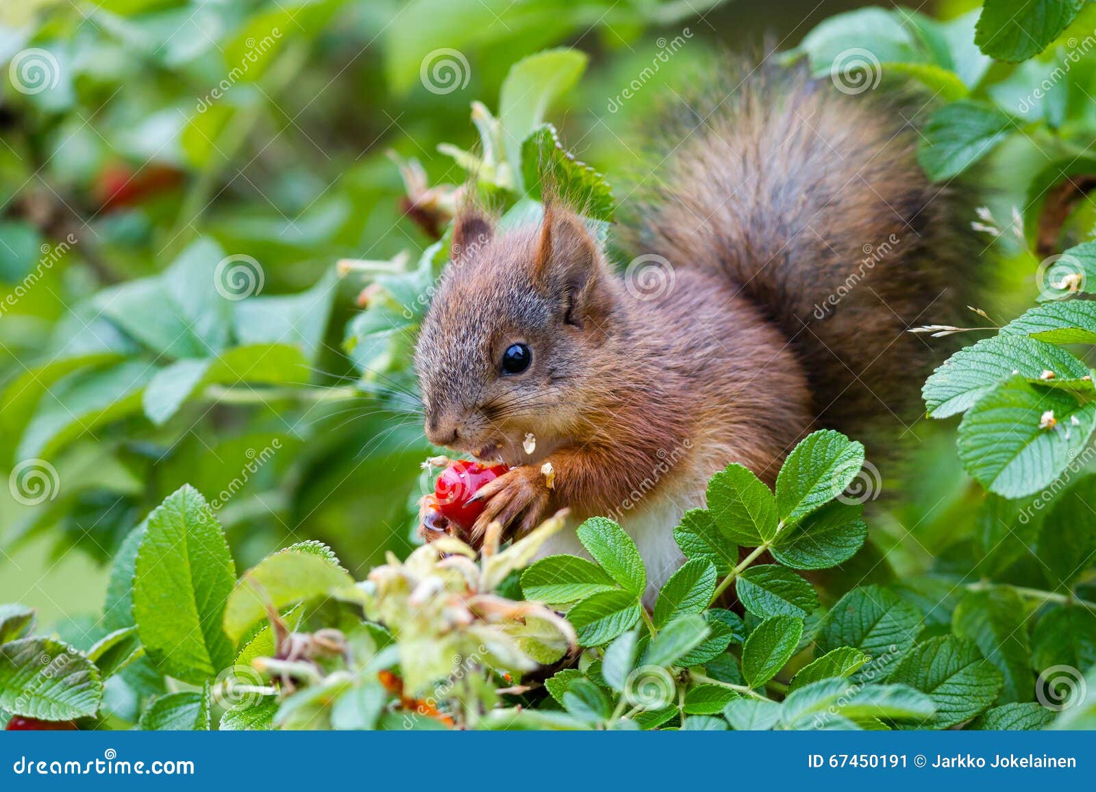 Eurasian red squirrel stock image. Image of rose, nature 67450191