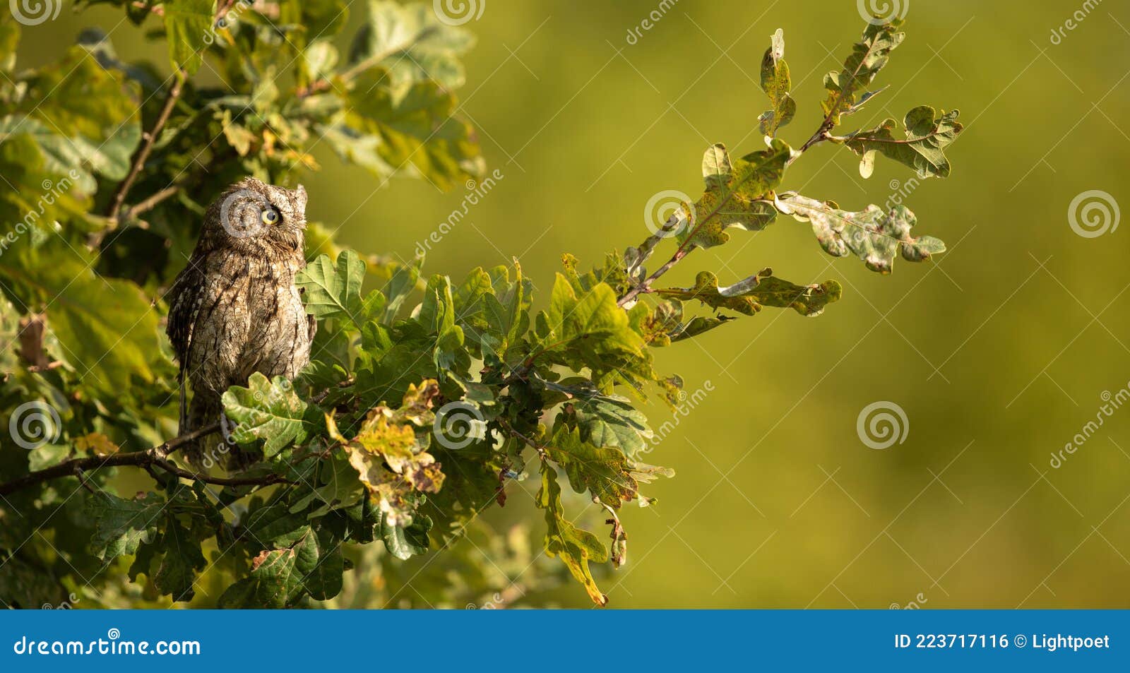 small scops owl on a branch in autumnal forest