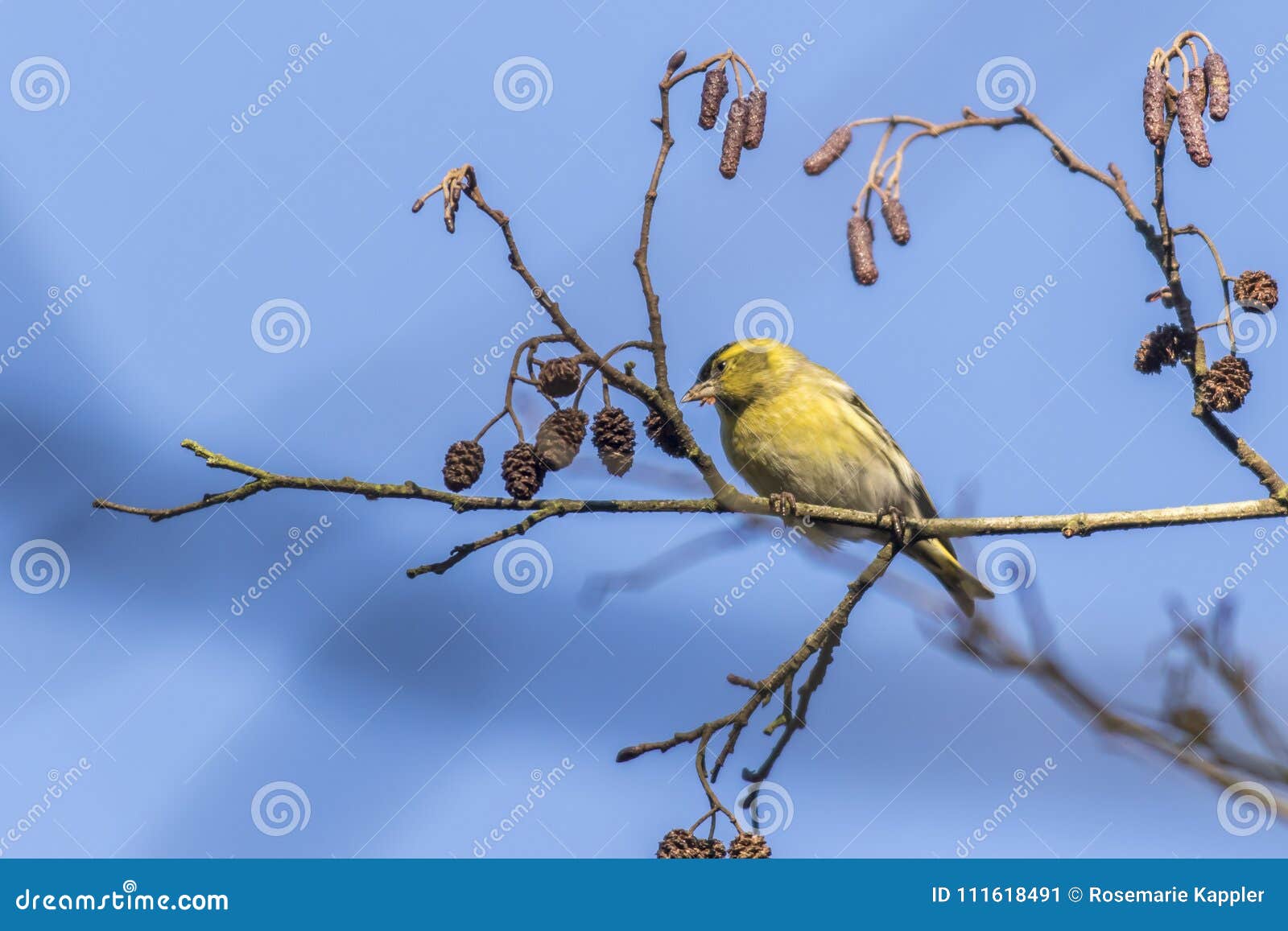 eurasian siskin carduelis spinus