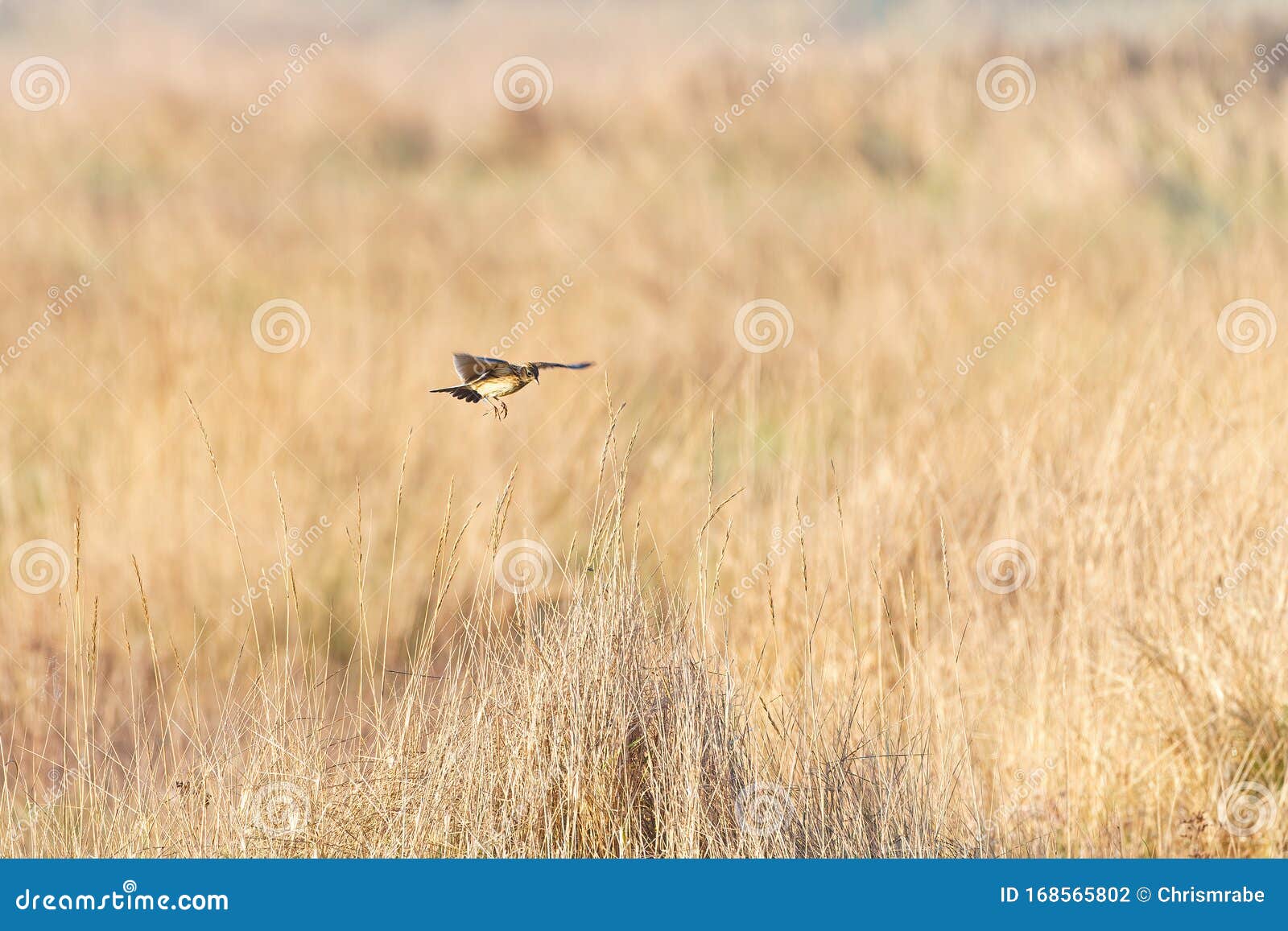 Eurasian skylark (Alauda arvensis) coming in to land in some long grass, in Lincolnshire