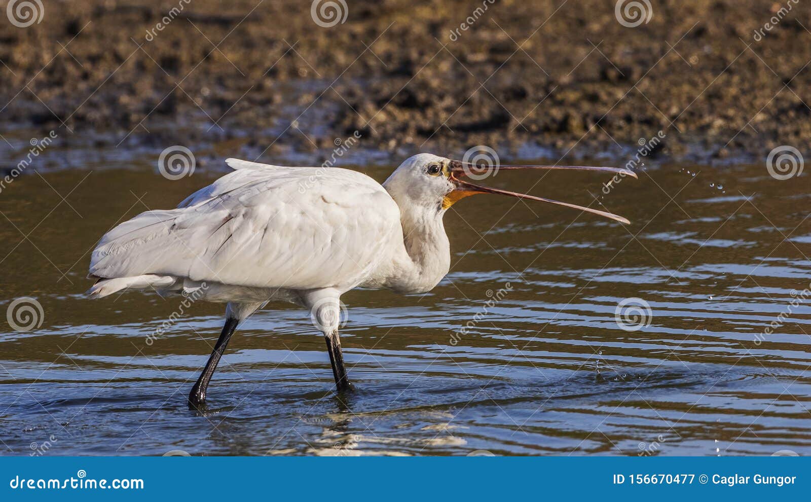 Eurasian Spoonbill Eating Fish Stock Image - Image of wild, bill: 156670477