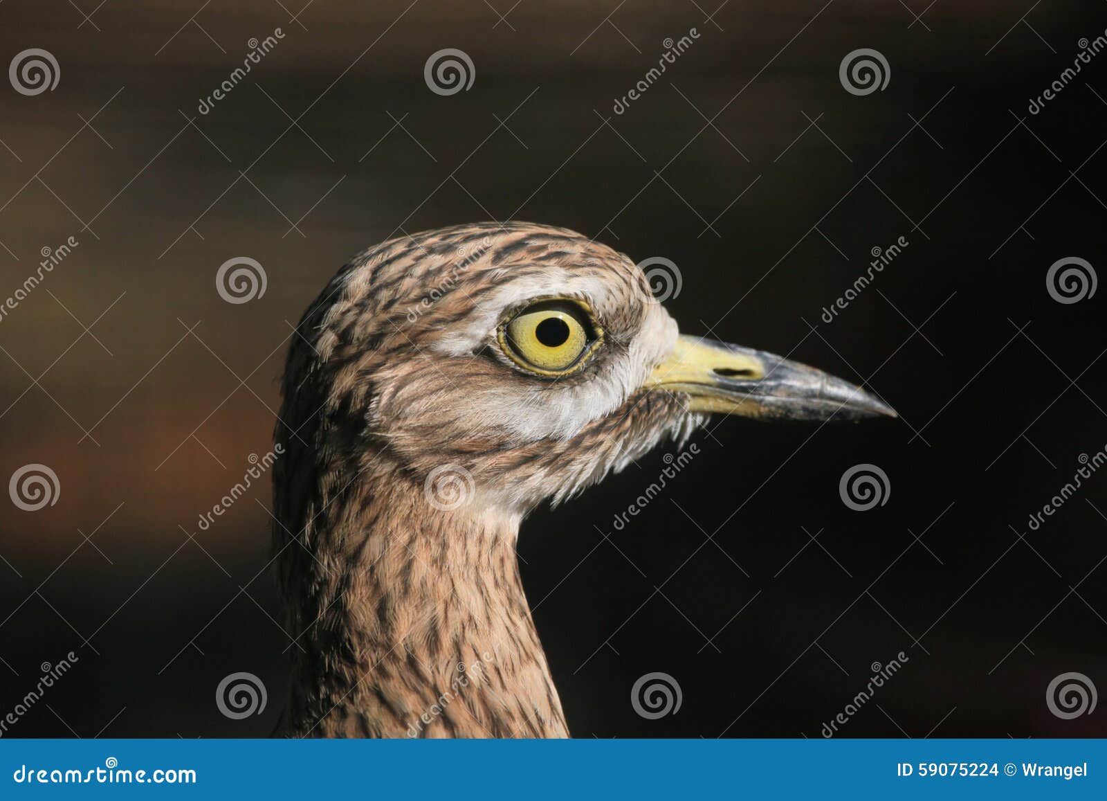 eurasian stone curlew (burhinus oedicnemus).