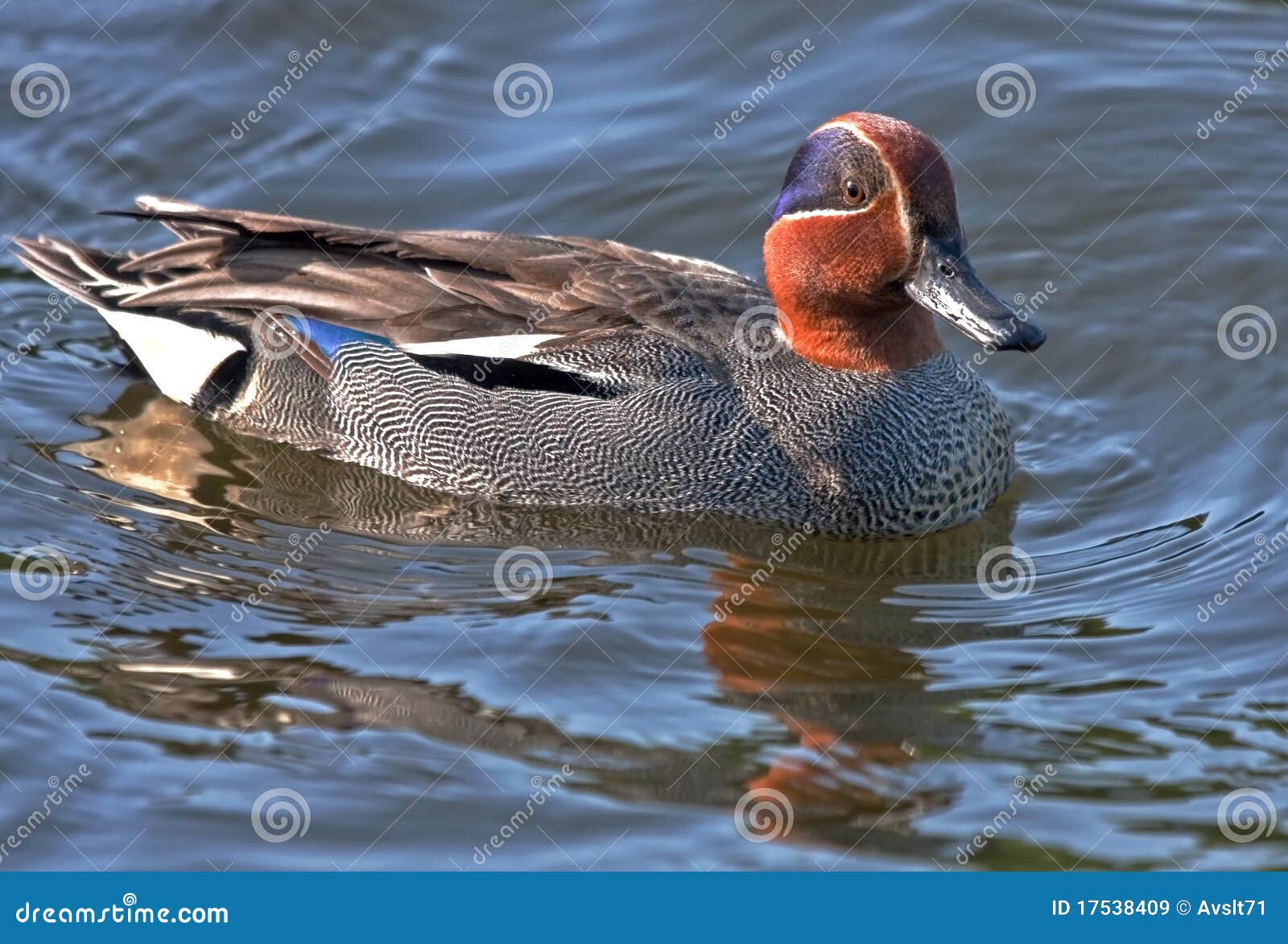 The Eurasian Teal is the Smallest Dabbling Duck Stock Image Image of