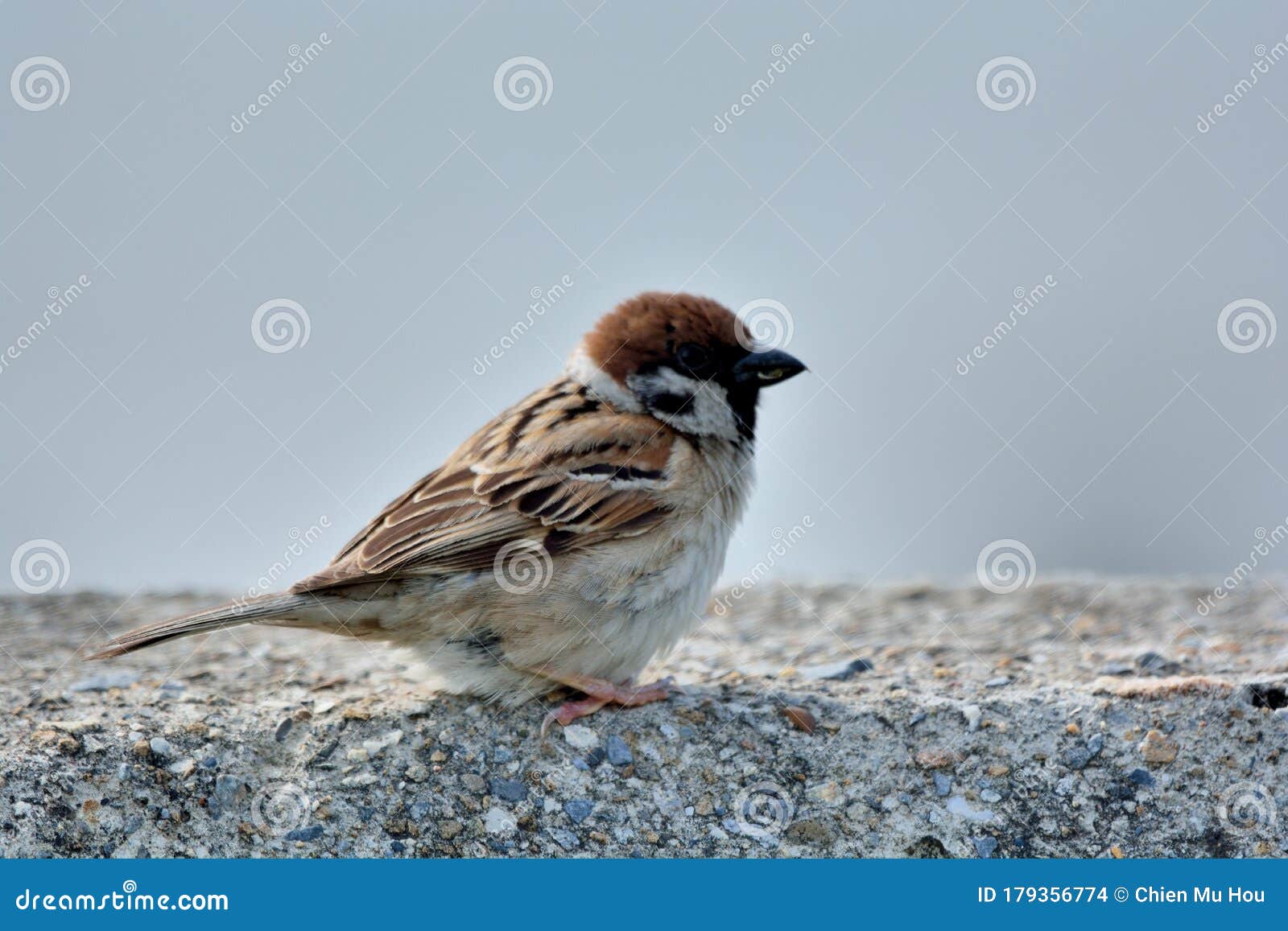 Sparrow, Chien