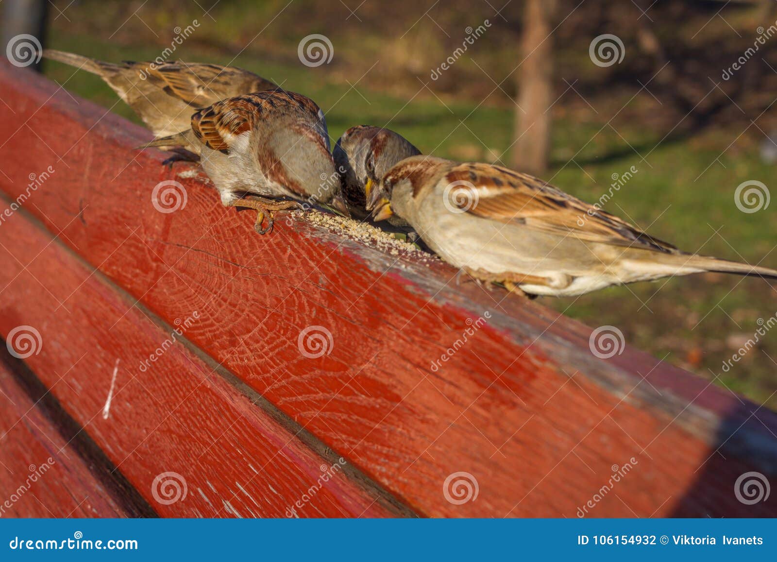 eurasian tree sparrow or passer montanus. common bird  standing on red board. true sparrows, or old world sparrows