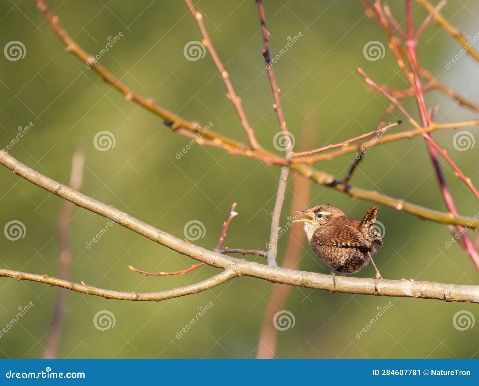 eurasian wren on branch, blurred background
