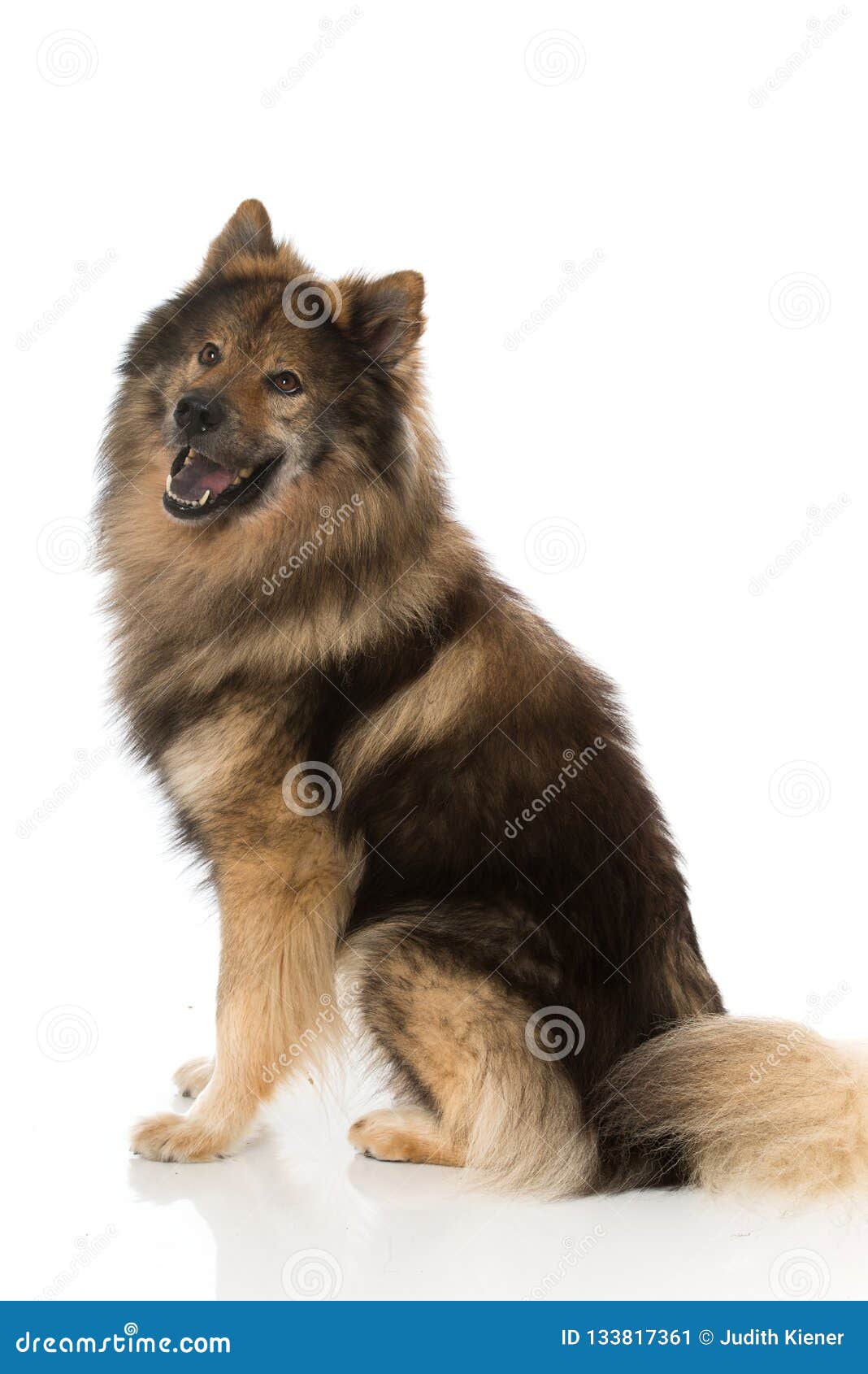 Eurasier Dog Sitting On White Background Stock Image Image Of Looking Purebred 133817361
