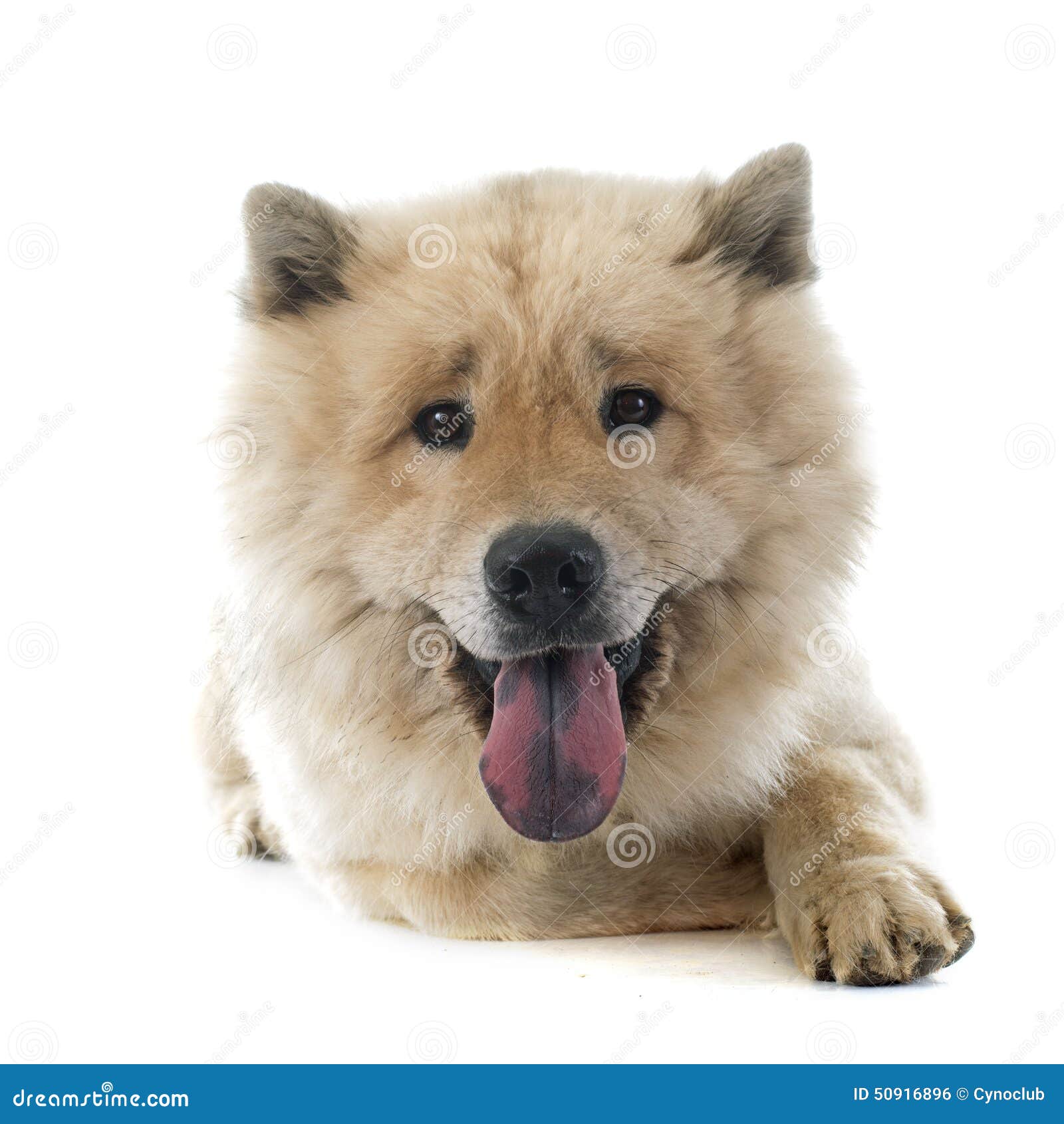 Brown eurasier in front of white background