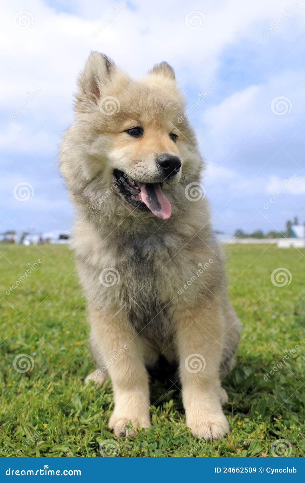 Eurasier stock image. Image purebred - 24662509