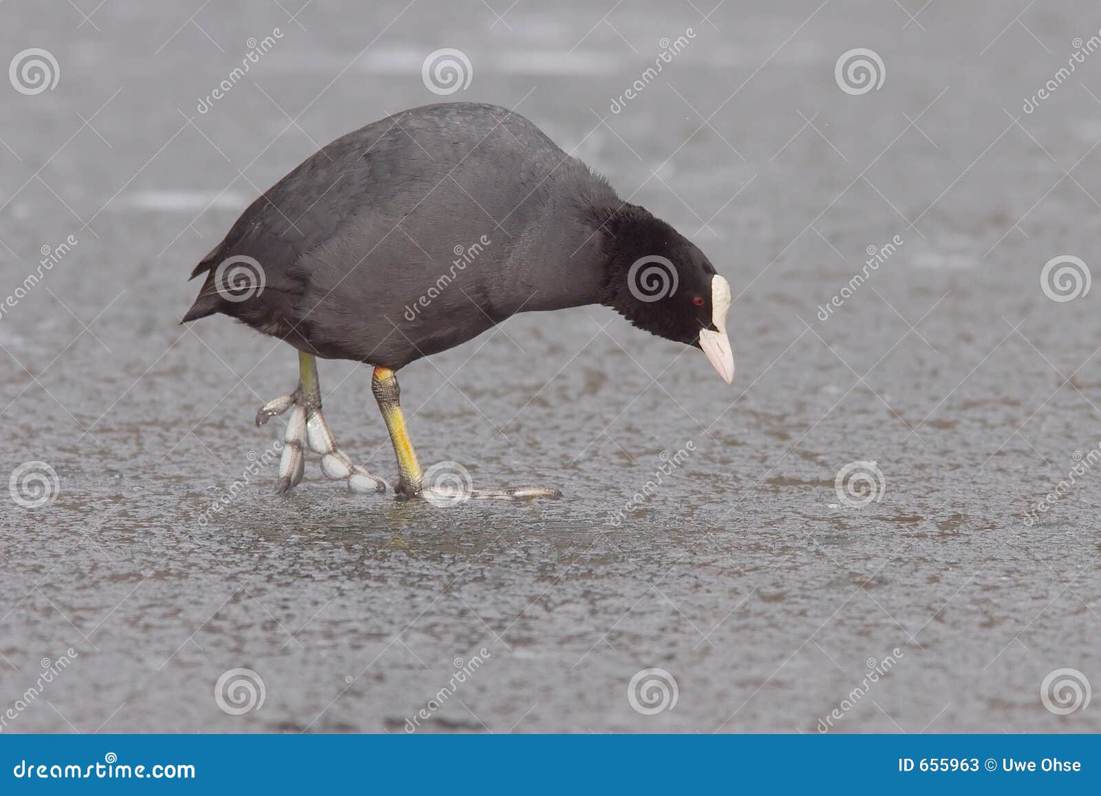 eurasion coot on ice 2