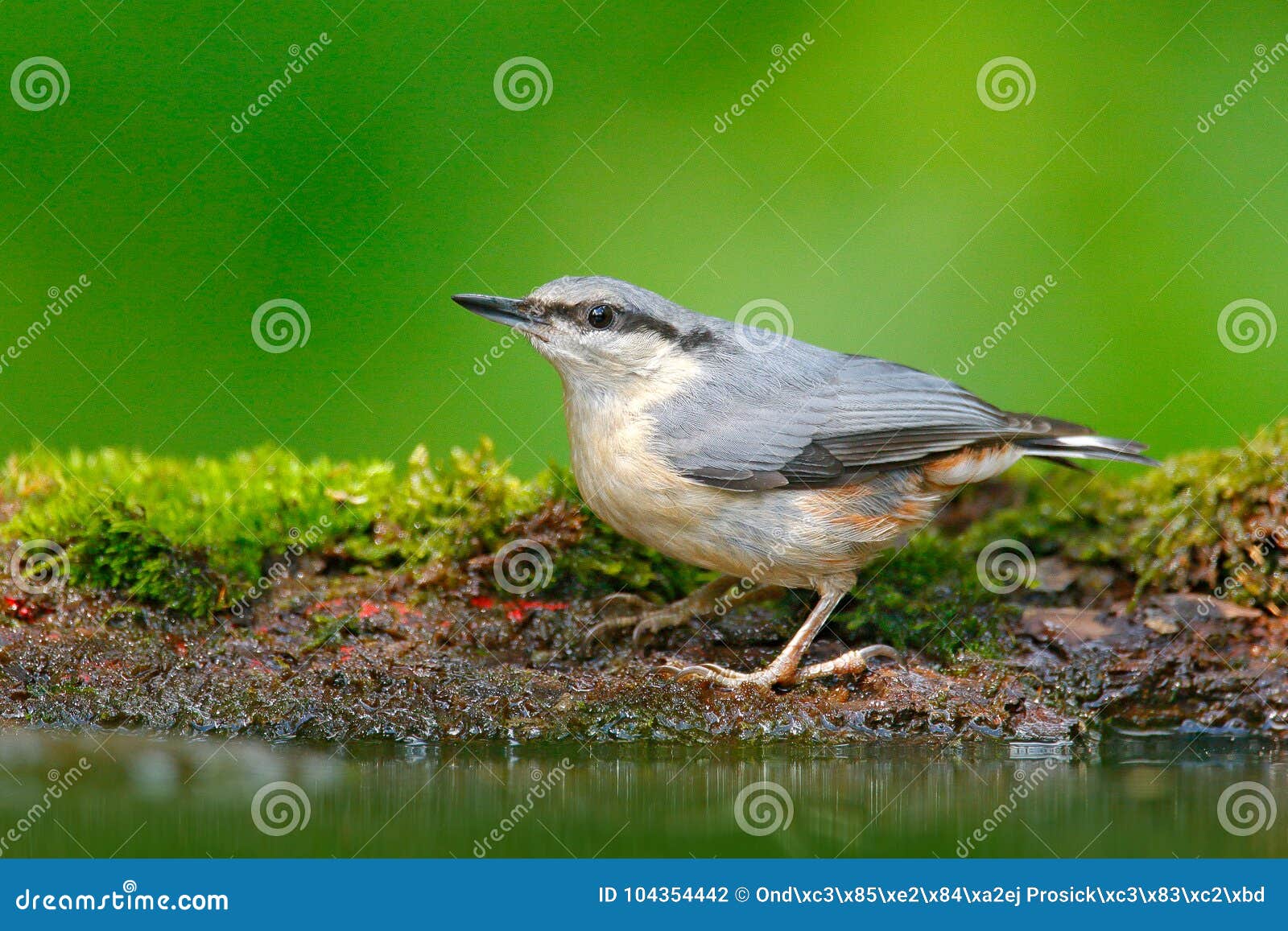 Eurasisches Kleiber Sitta Europaea Schoner Gelber Und Blau Grauer Singvogel Die Nahe Dem Wasser Vogel In Der Naturwaldgewohnh Stockfoto Bild Von Kleiber Schoner