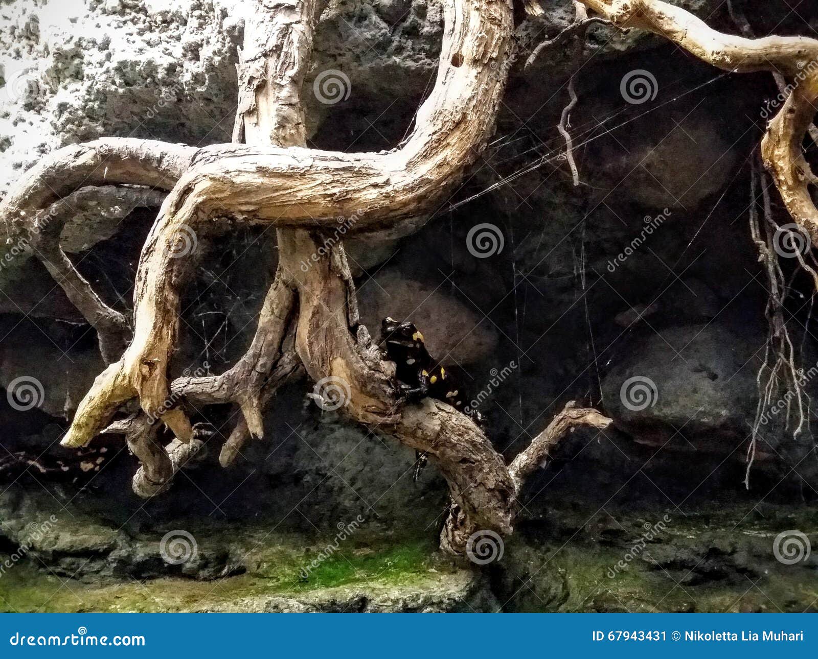 Europaisches Feuer Salamander Stockbild Bild Von Ungarn Terrarium 67943431