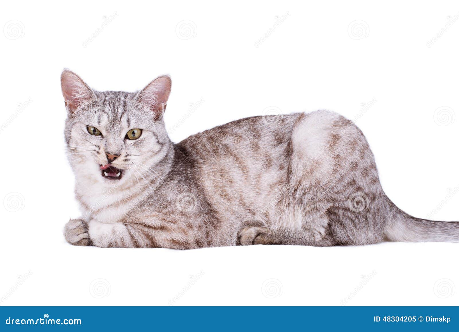 Europeen Gris De Chat Tigre Image Stock Image Du Chats Gris 4045