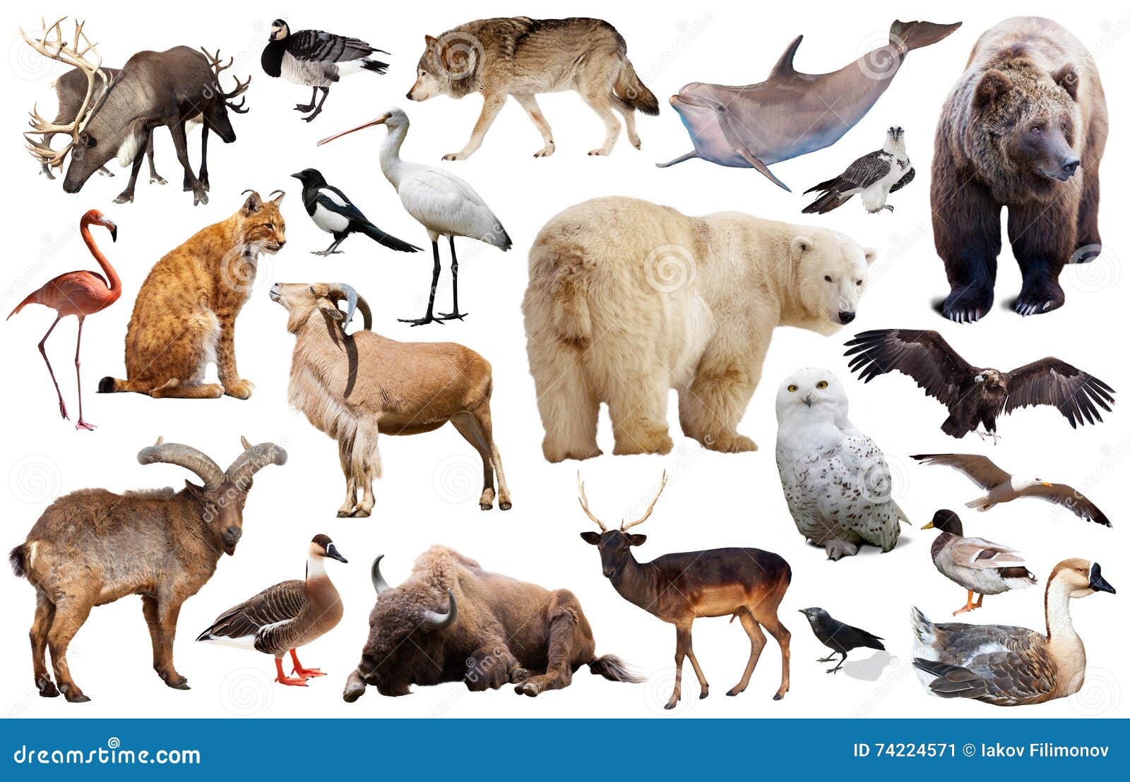 Europe animals isolated stock image. Image of background - 74224571 Europe animals isolated stock image. Image of background - 74224571