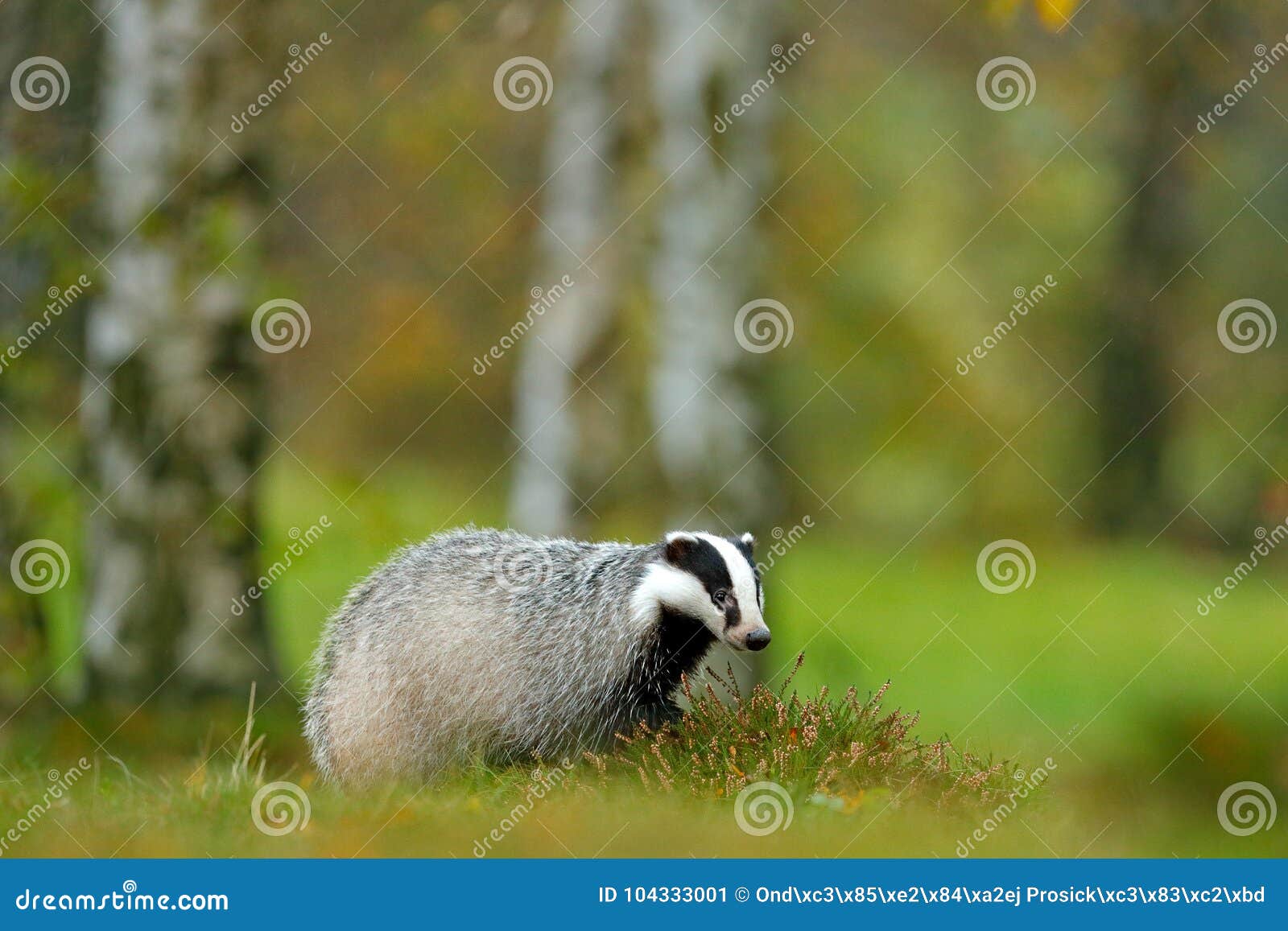 european badger, autumn larch green forest. mammal environment, rainy day. badger in forest, animal nature habitat, germany, europ