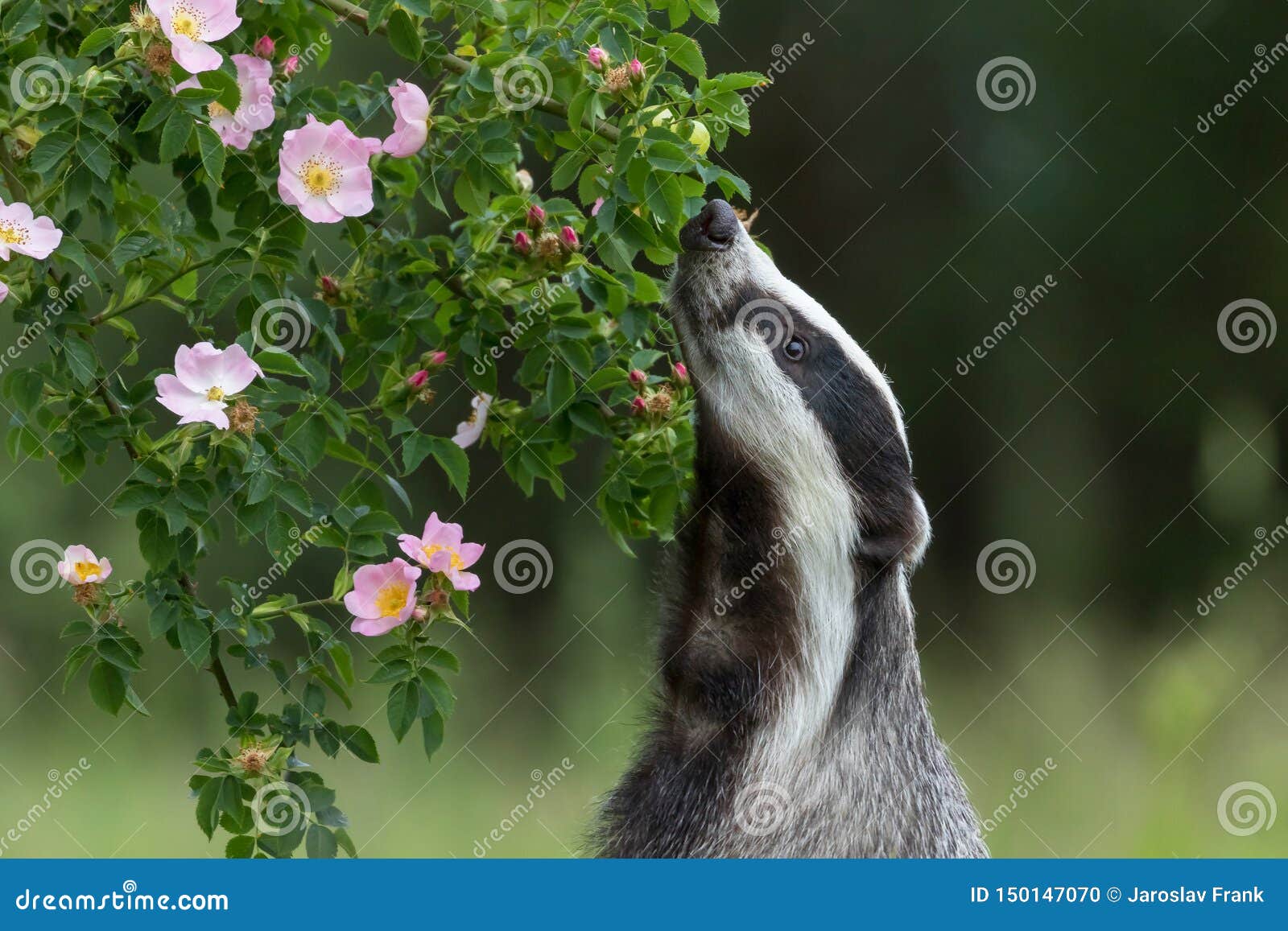 european badger is sniffing a wild rose flower