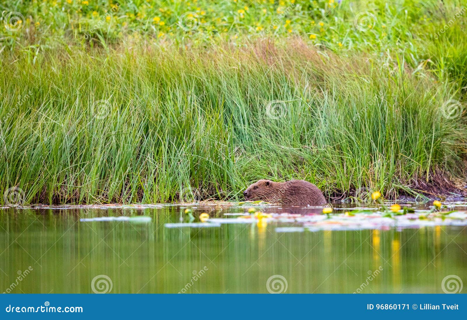 european beaver, castor fiber, sits in the river eating