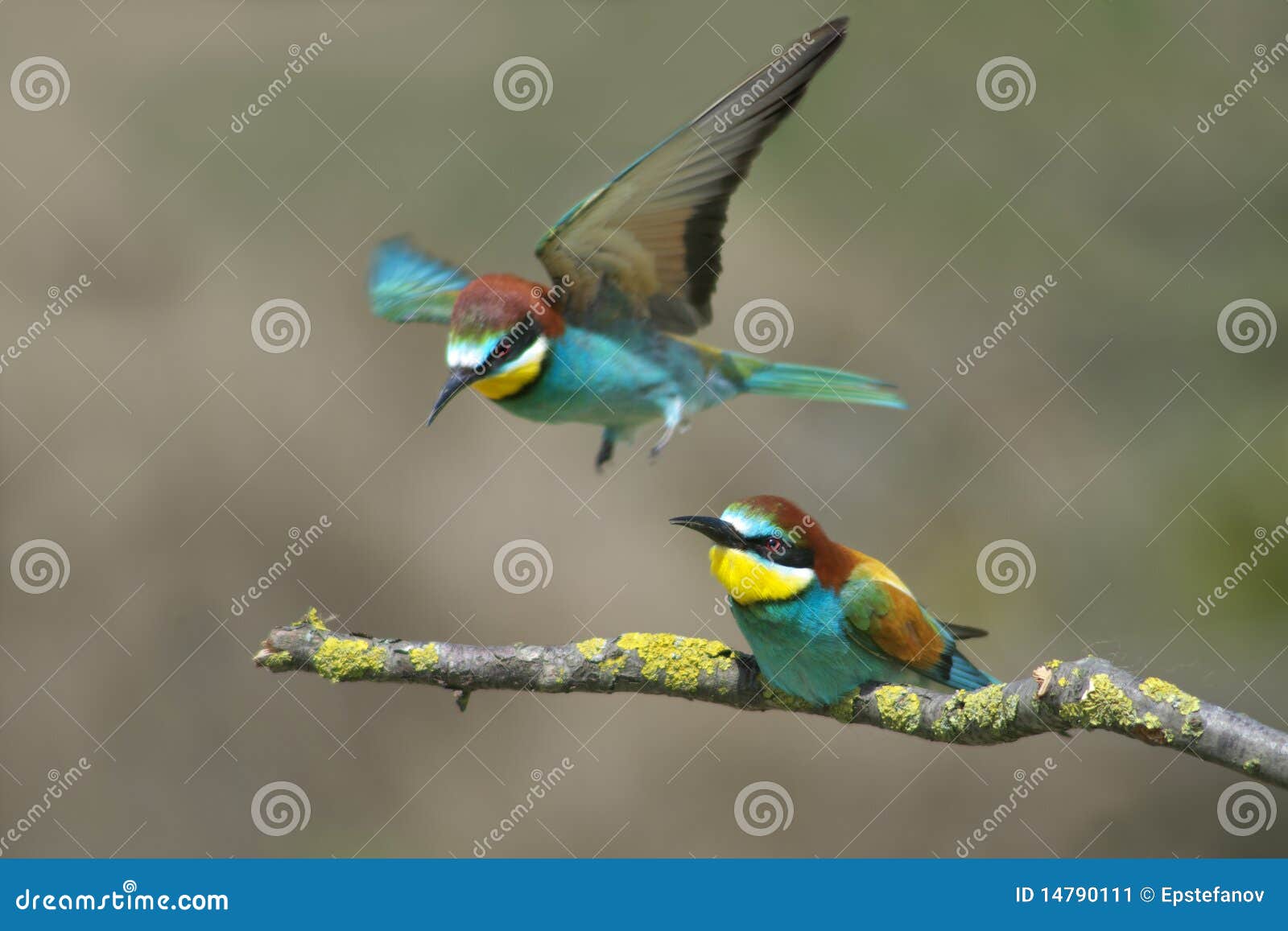 European bee eater on branch