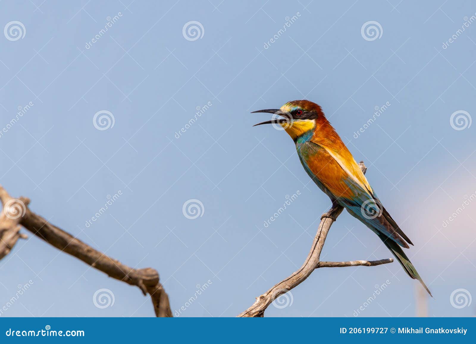 european bee eater, merops apiaster. common bee-eater