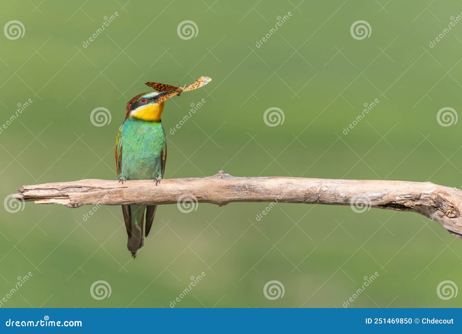 european bee-eater merops apiaster perched on branch with a butterfly in its beak