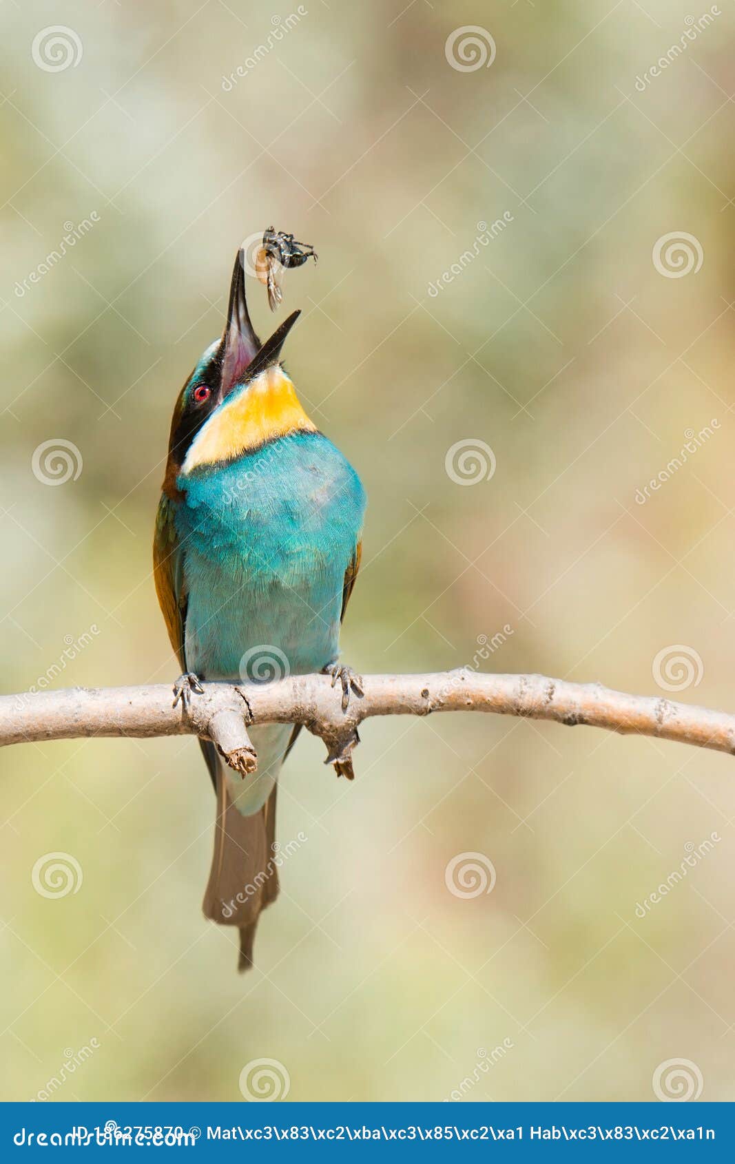 European Bee Eater Merops Apiaster. Small Colorful Bird Standing on Branch.  Eating His Prey. Scene from Wild Nature Stock Photo - Image of animals,  branch: 186275870