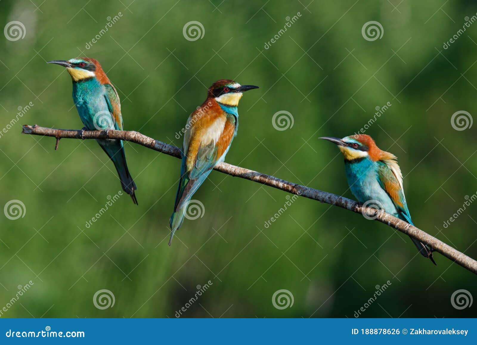 european bee-eater, merops apiaster.on sunny morning, three birds are sitting on a branch