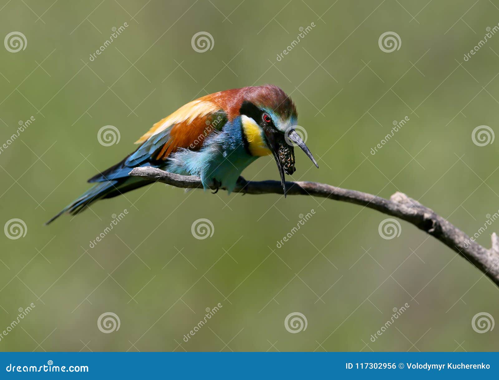 the european bee-eater spews