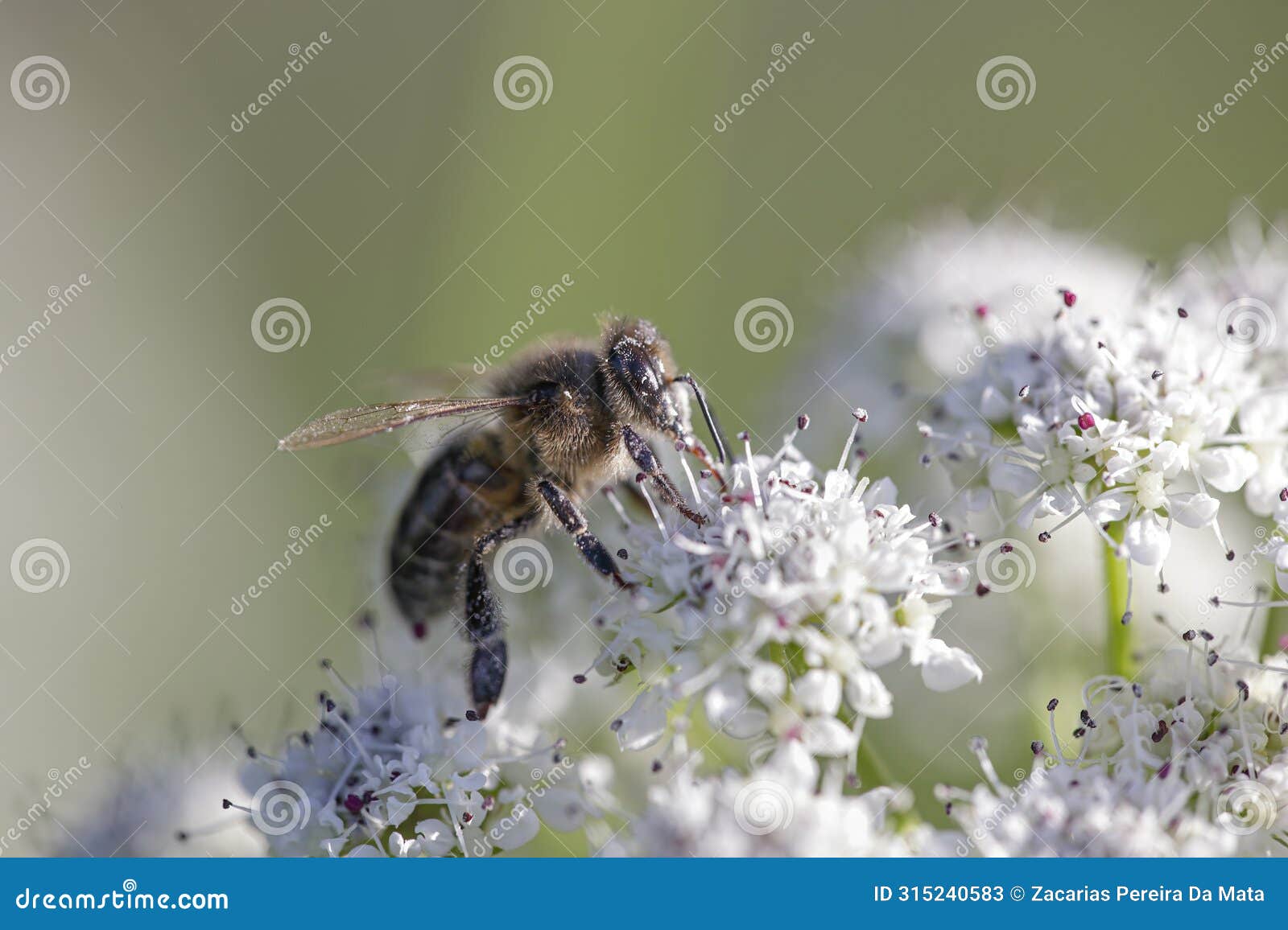 european bee sucking pollen and nectar