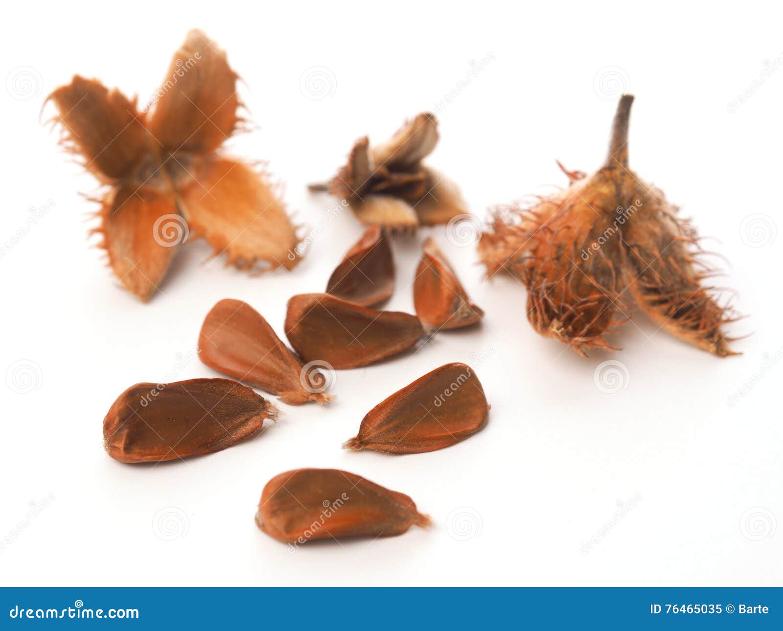 European Beech Nuts on White Stock Image Image of background, white