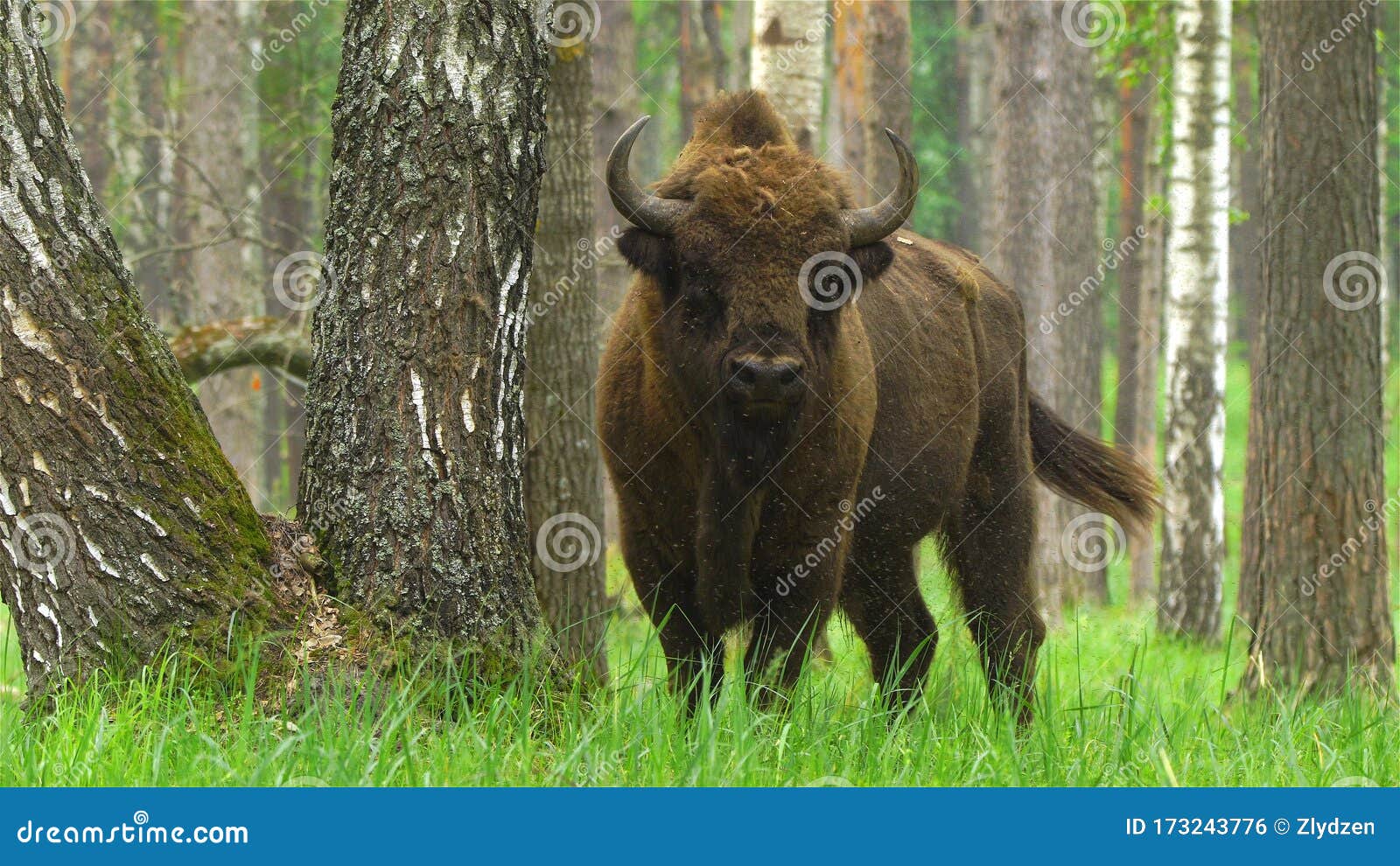 лесные животные беларуси фото и название