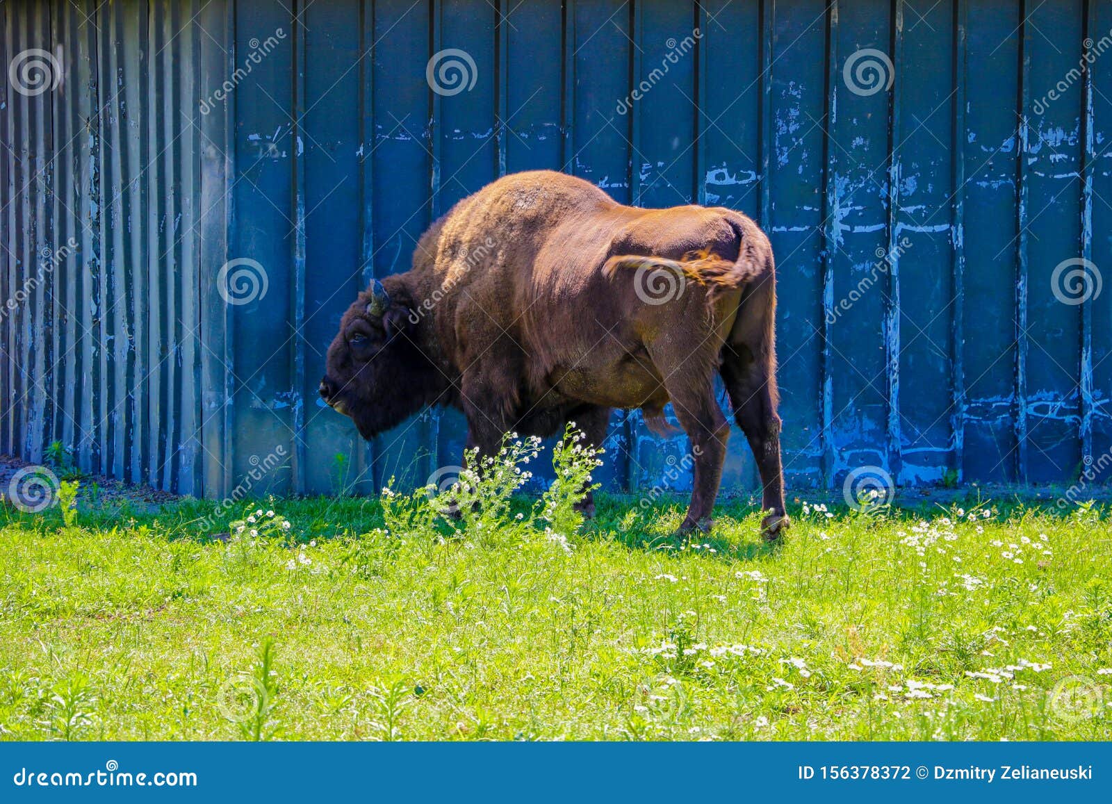 European Bison Bison Bonasus , Also Known As European Bison or European