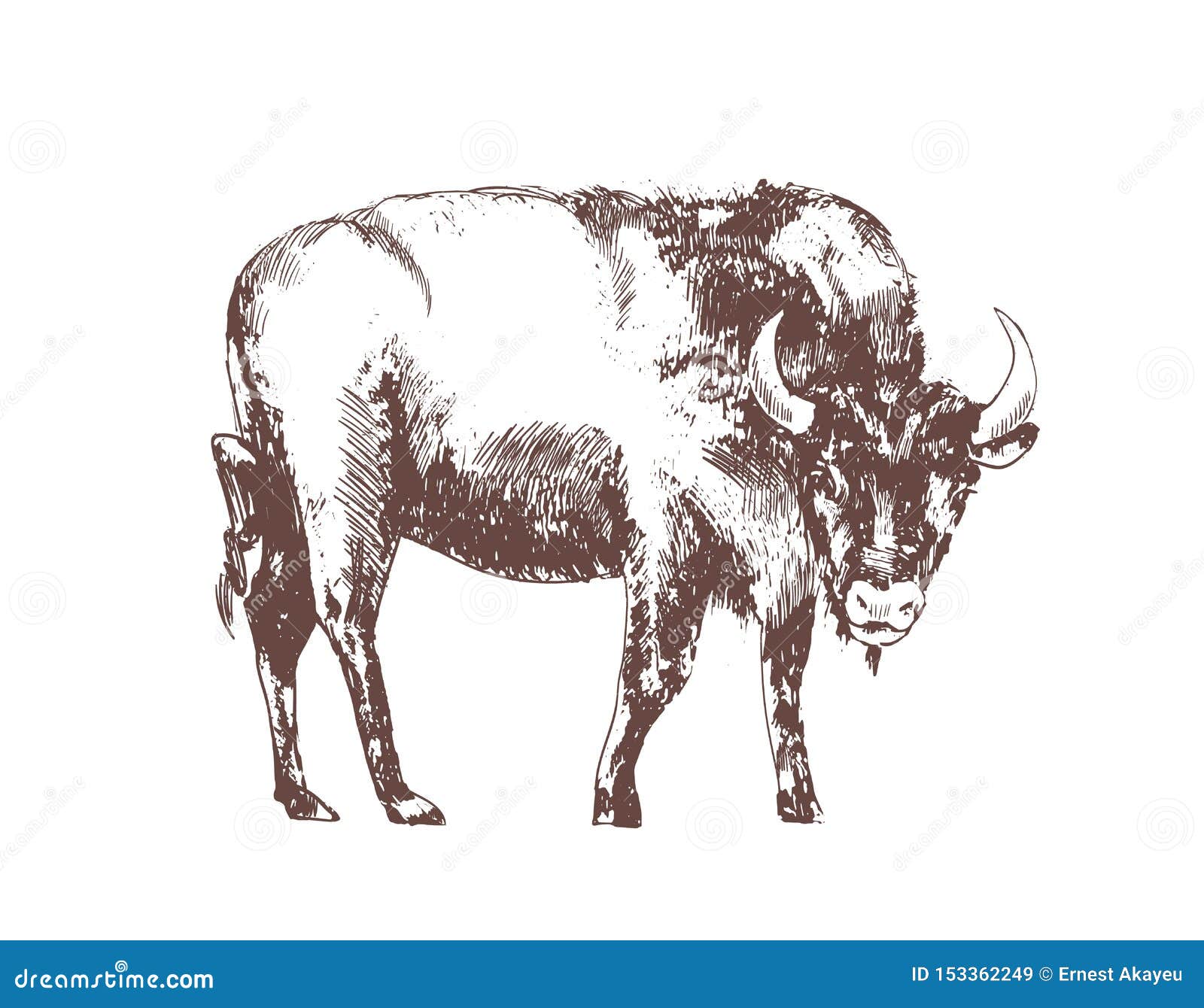 european bison hand drawn with contour lines on white background. monochrome sketch drawing of bovine herbivorous animal