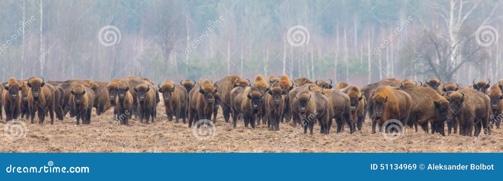 european bison herd in snowless winter