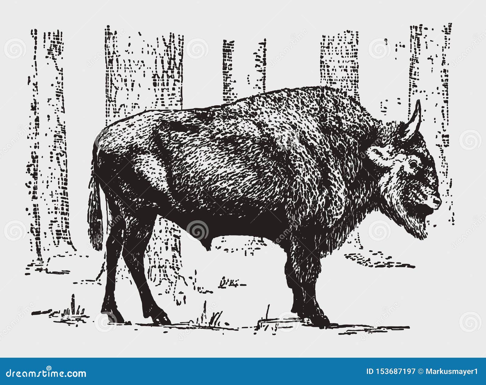 European Bison or Wisent Bison Bonasus Standing in a Forest Stock Vector -  Illustration of etching, threatened: 153687197