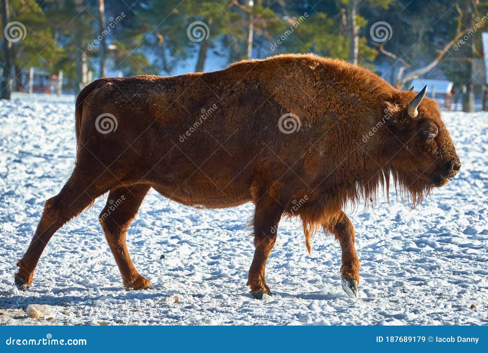 european bison, wisent, european wood bison, herbivore in winter, bison bonasus, romania, europe